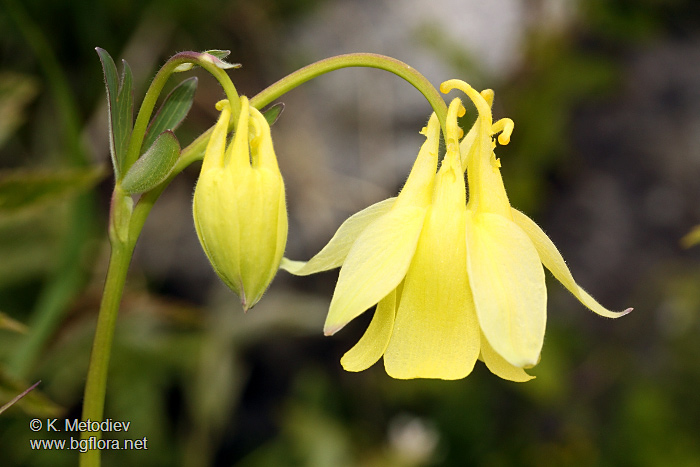 Aquilegia aurea