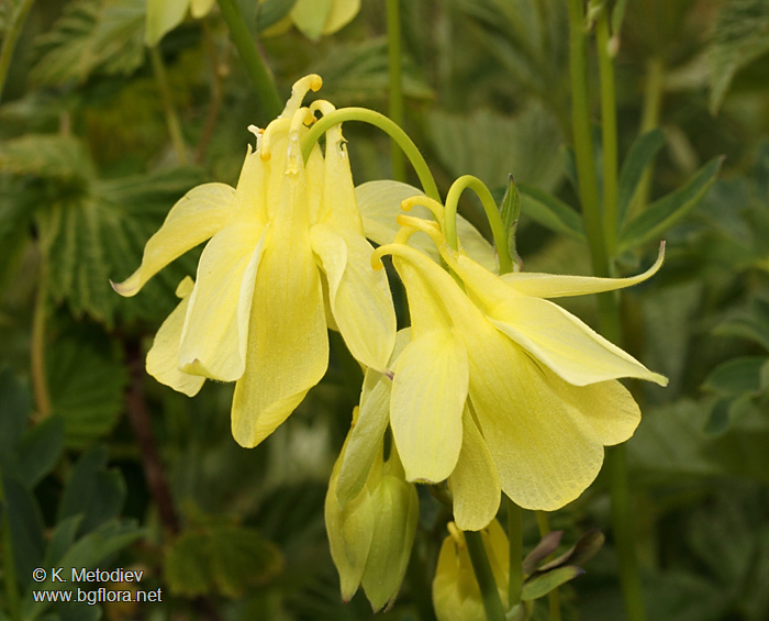 Aquilegia aurea
