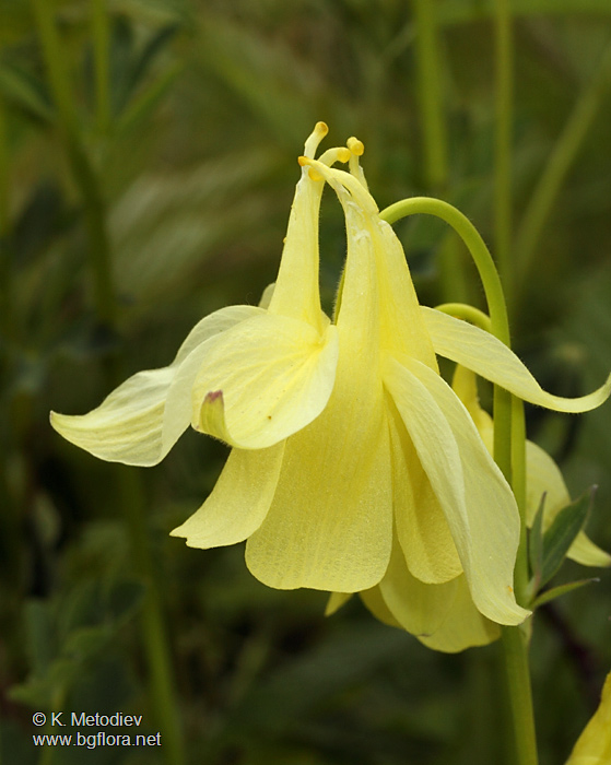 Aquilegia aurea