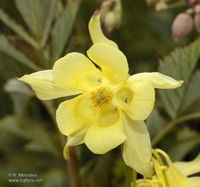 Aquilegia aurea