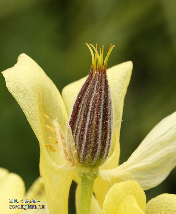 Aquilegia aurea