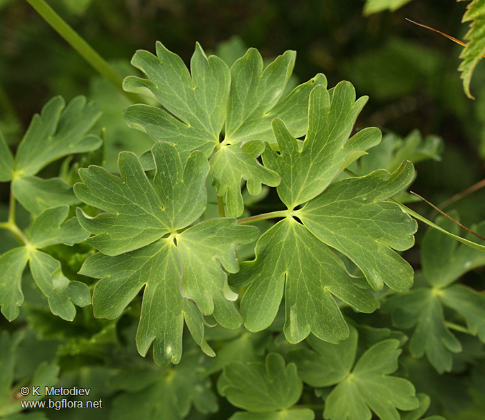 Aquilegia aurea