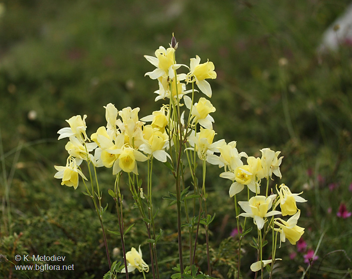Aquilegia aurea