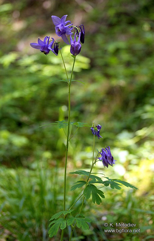 Aquilegia nigricans