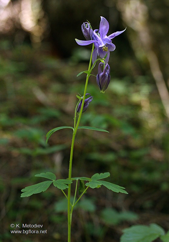 Aquilegia nigricans