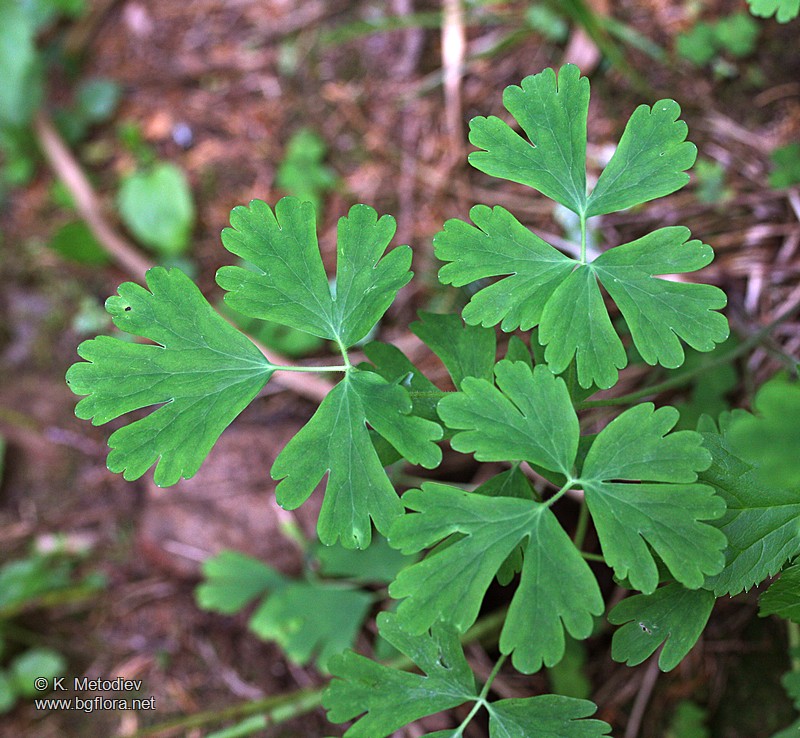 Aquilegia nigricans