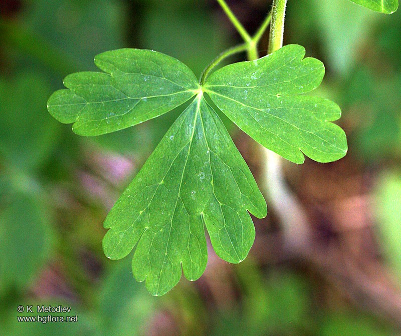 Aquilegia nigricans