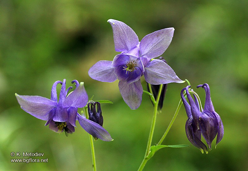 Aquilegia nigricans