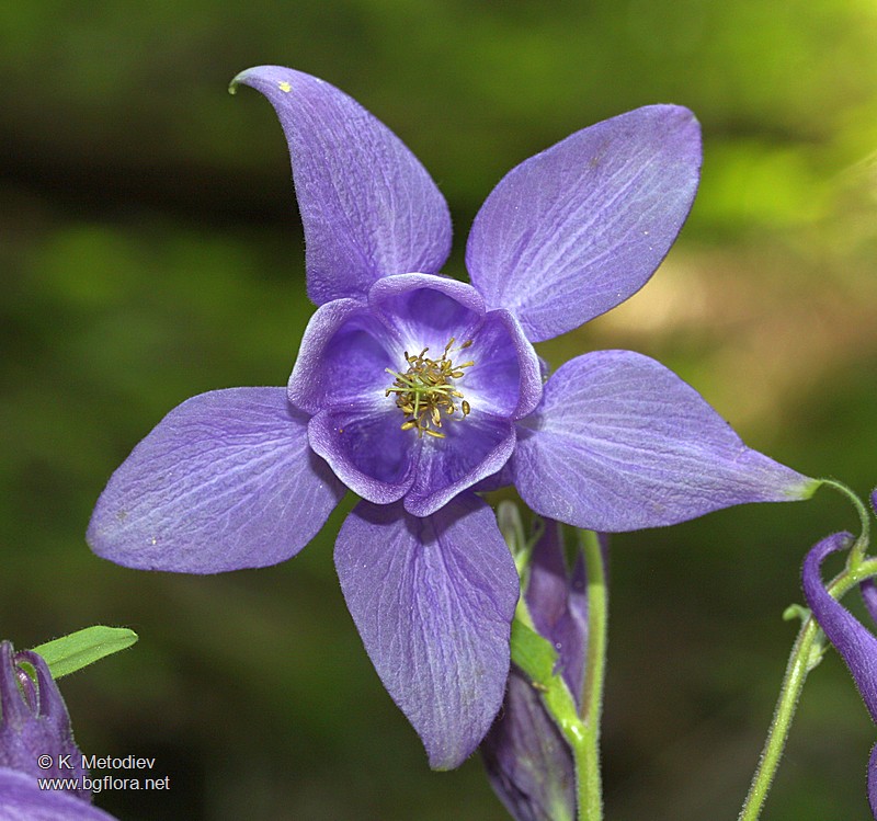 Aquilegia nigricans