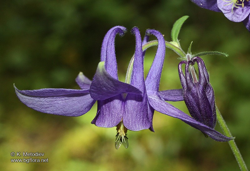 Aquilegia nigricans