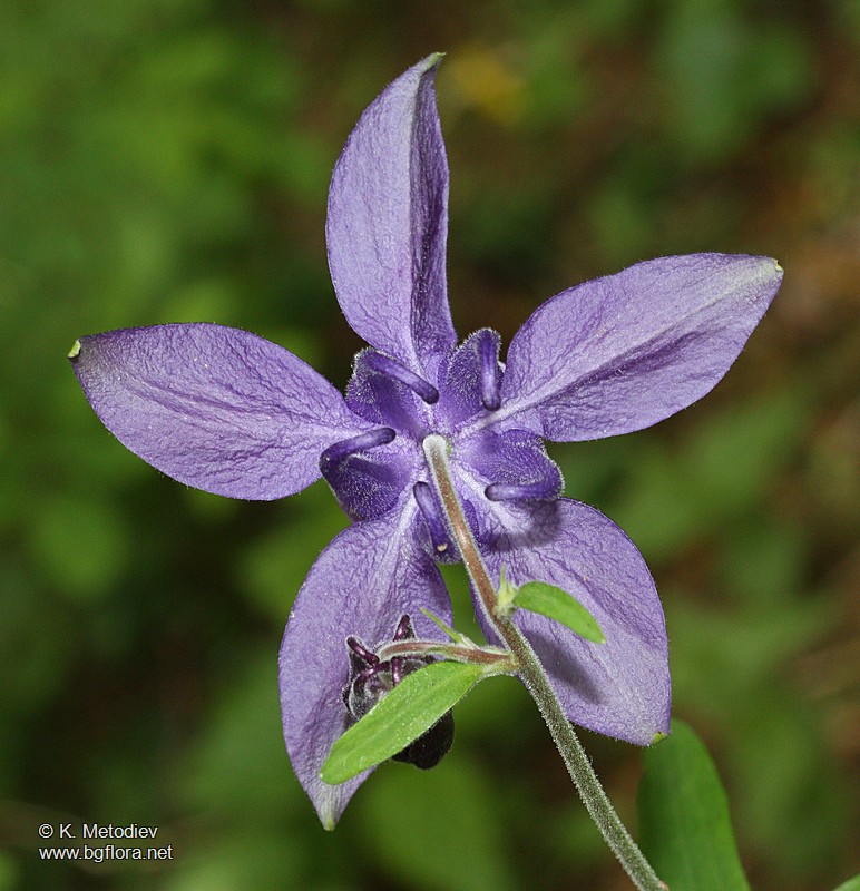 Aquilegia nigricans