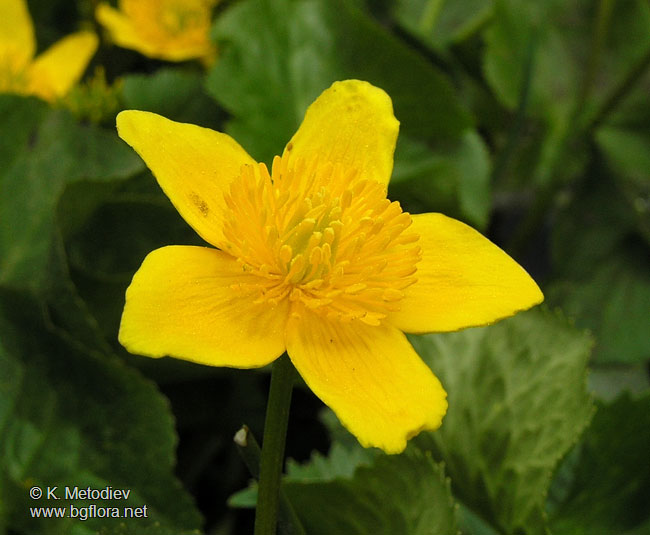 Caltha palustris