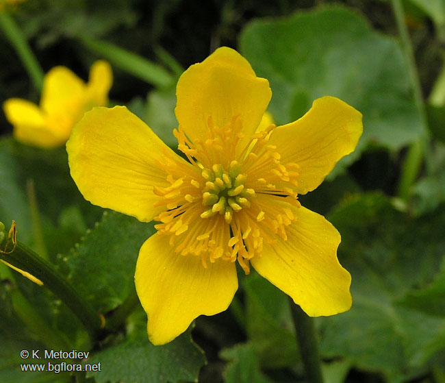 Caltha palustris