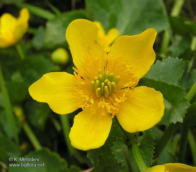 Caltha palustris