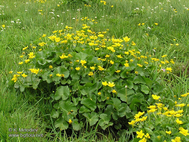 Caltha palustris