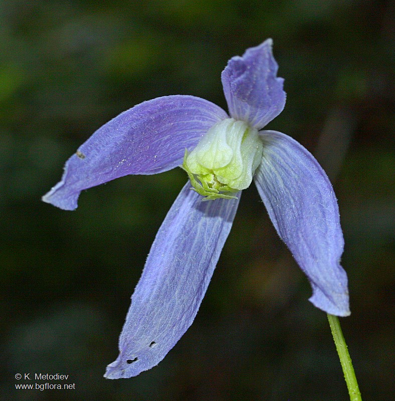 Clematis alpina