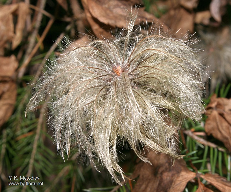 Clematis alpina