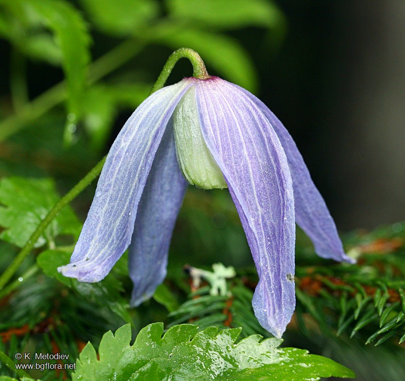 Clematis alpina