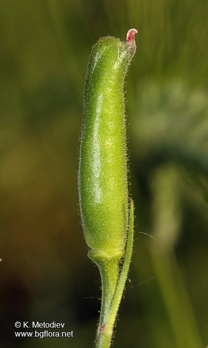 Consolida hispanica