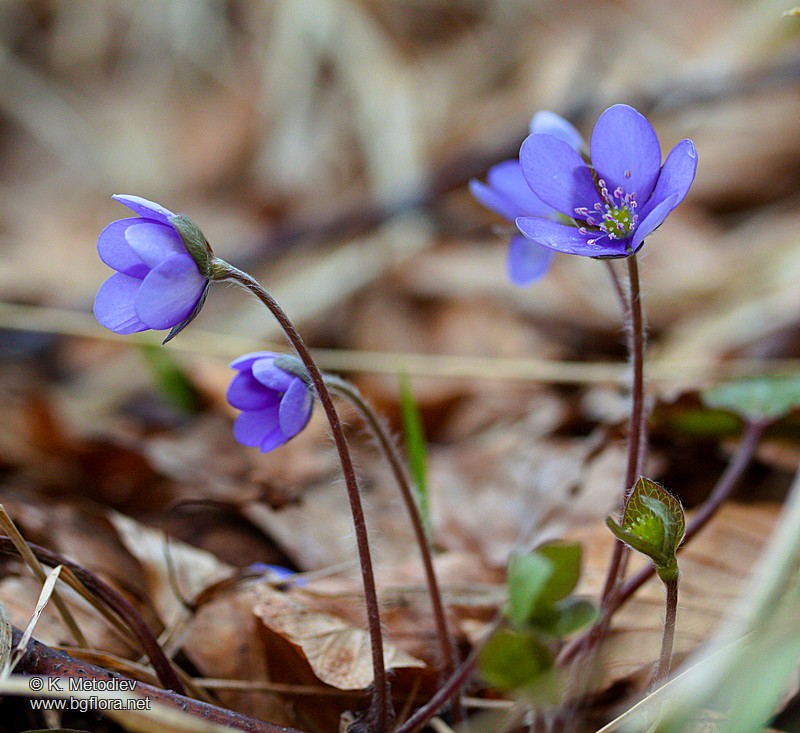 Hepatica nobilis