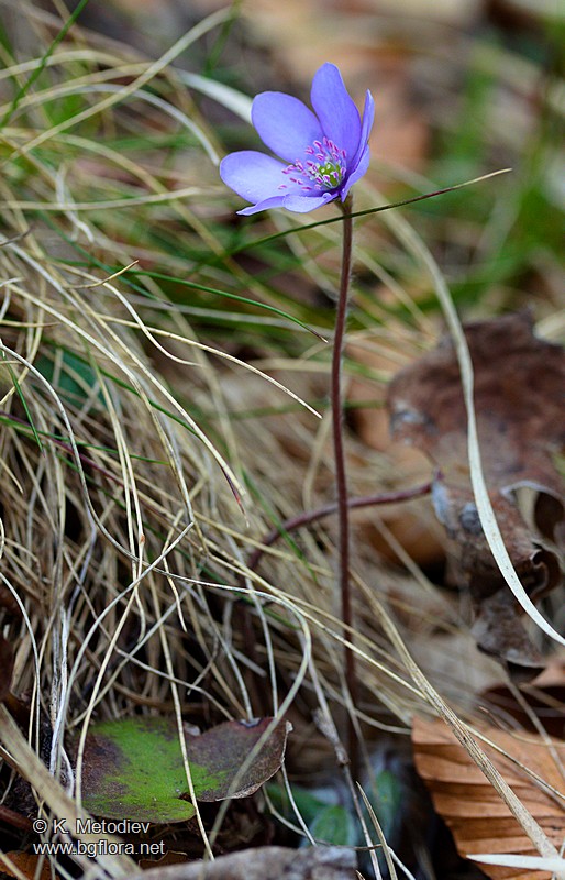 Hepatica nobilis