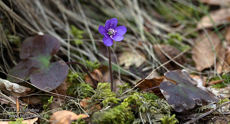 Hepatica nobilis
