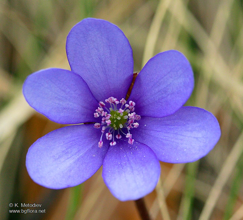 Hepatica nobilis
