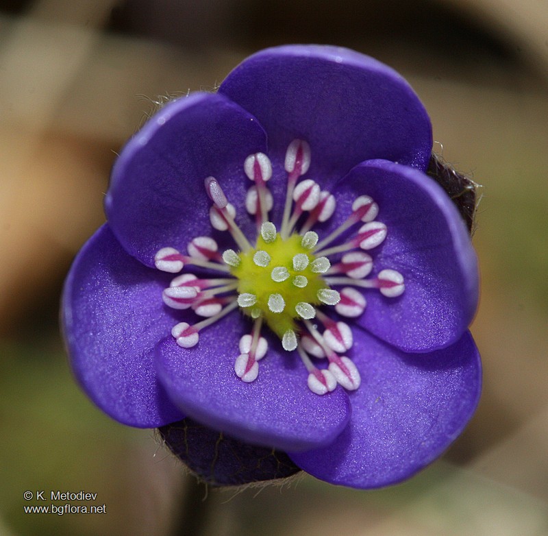 Hepatica nobilis