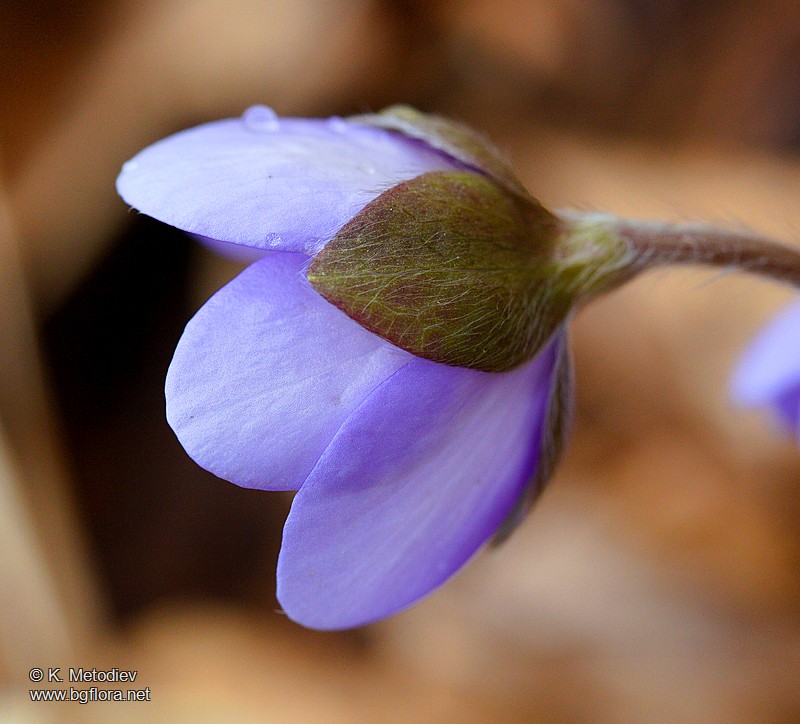 Hepatica nobilis