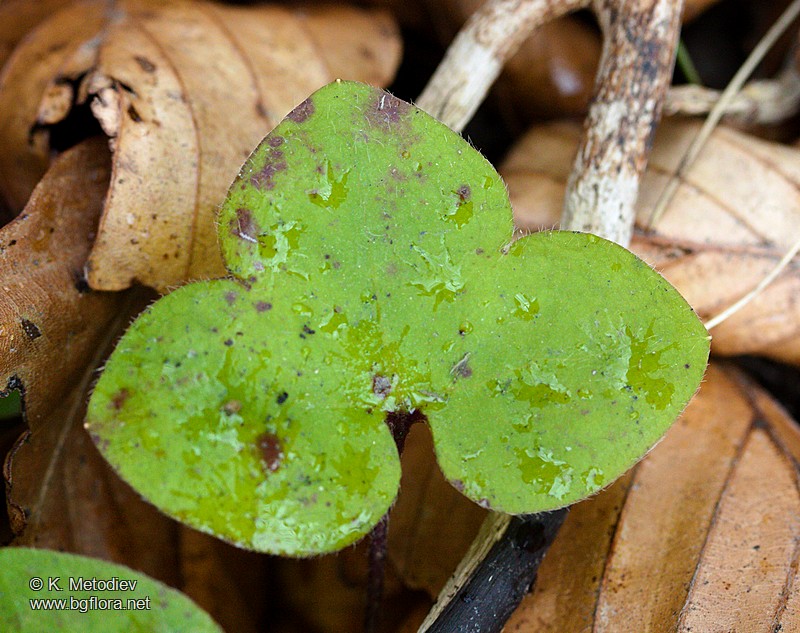 Hepatica nobilis