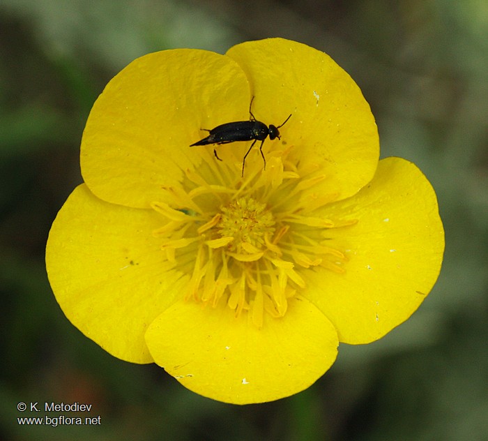 Ranunculus illyricus