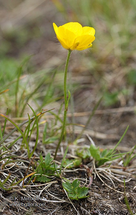 Ranunculus montanus