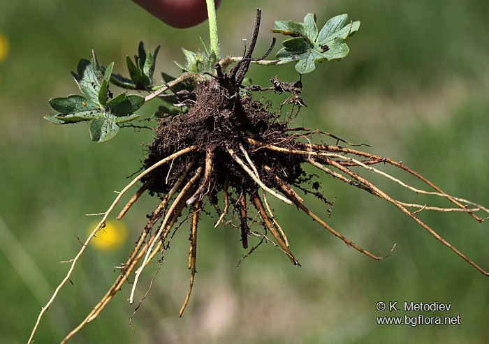 Ranunculus montanus