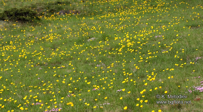 Ranunculus montanus