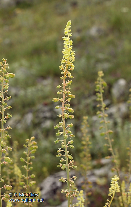 Reseda lutea