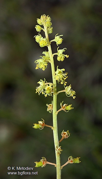 Reseda lutea