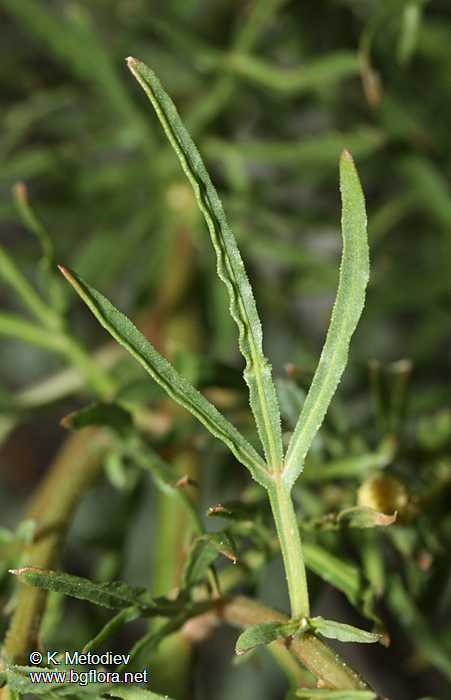 Reseda lutea