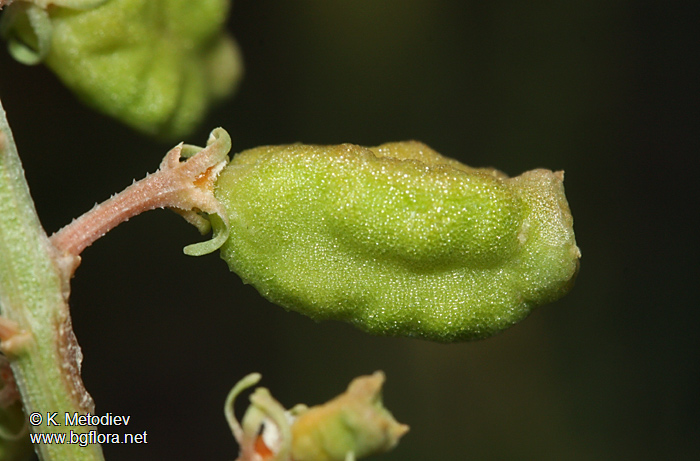 Reseda lutea