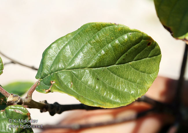 Frangula rupestris