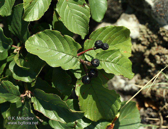 Frangula rupestris
