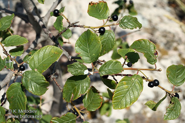 Frangula rupestris