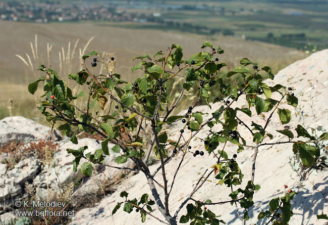 Frangula rupestris