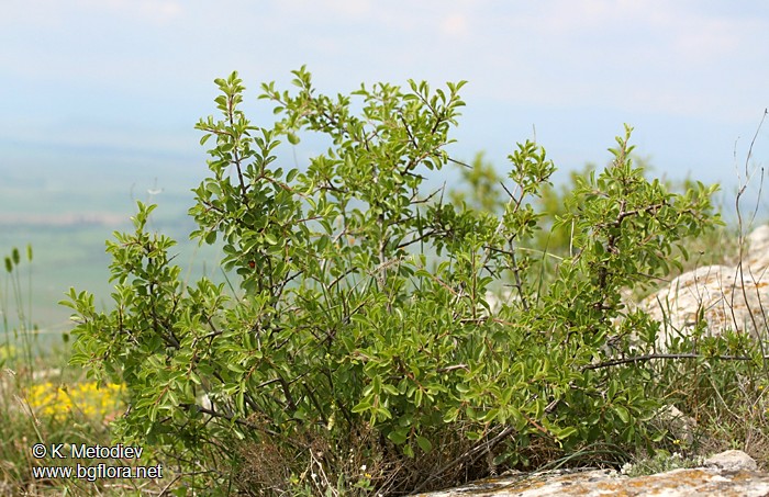 Rhamnus rhodopeus