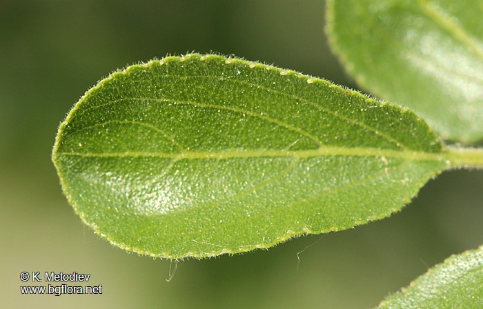 Rhamnus rhodopeus