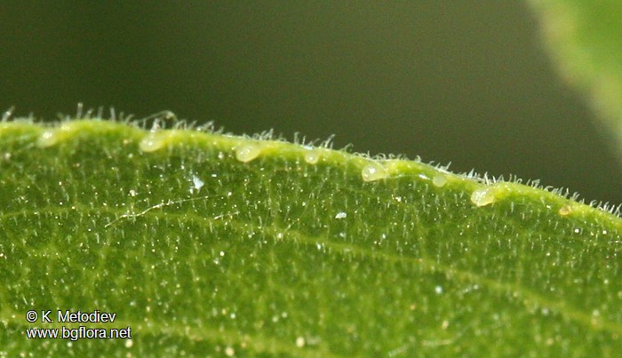 Rhamnus rhodopeus