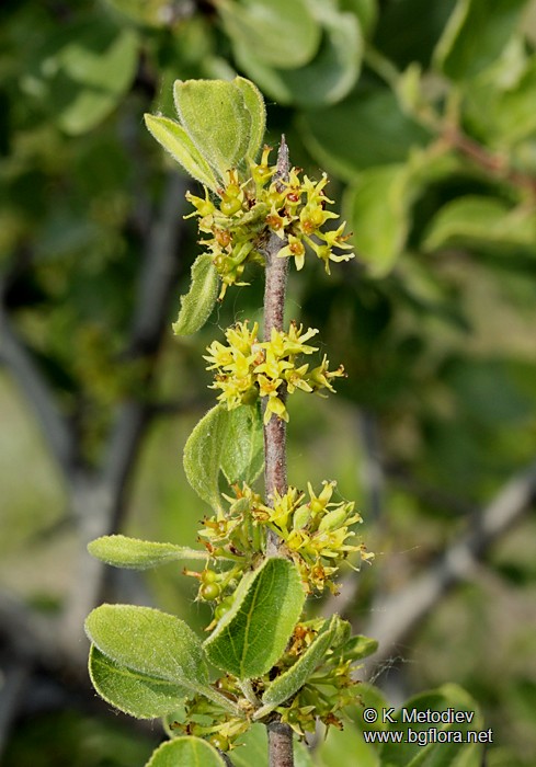Rhamnus rhodopeus