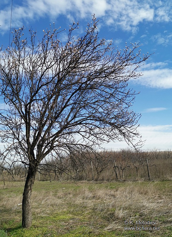 Amygdalus communis