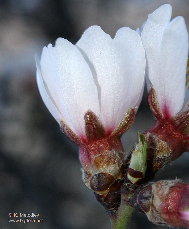 Amygdalus communis