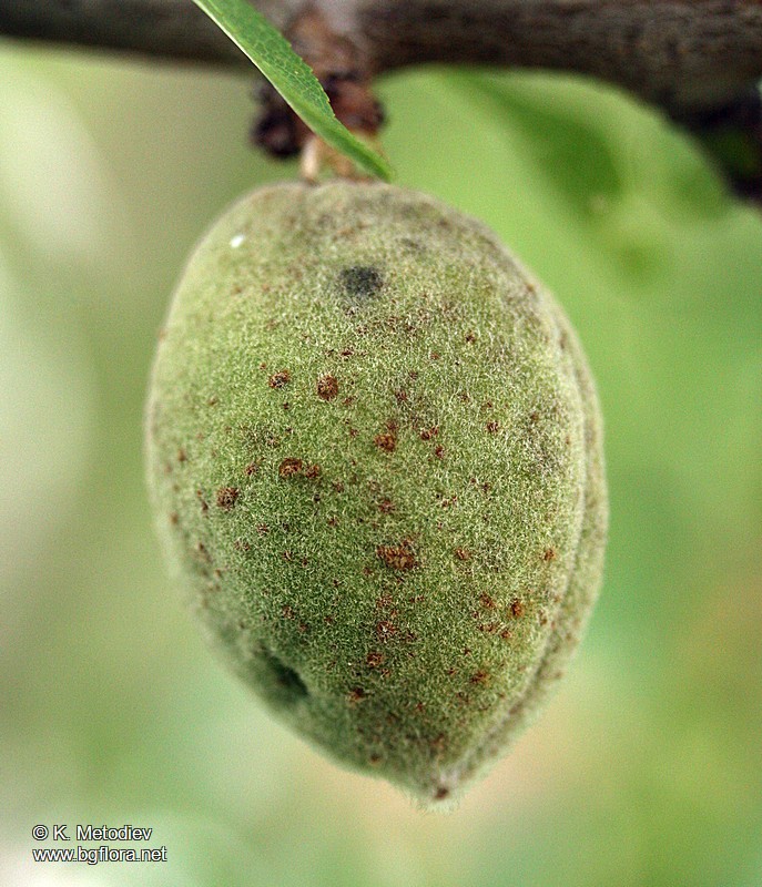 Amygdalus communis