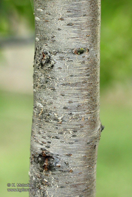 Amygdalus communis